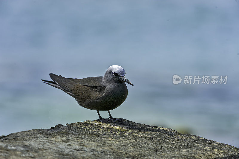 黑noddy或white-capped noddy (Anous minutus)是一种来自Laridae海鸟。Papahānaumokuākea海洋国家纪念碑，中途岛，中途岛环礁，夏威夷群岛